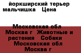 йоркширский терьер мальчишка › Цена ­ 13 000 - Московская обл., Москва г. Животные и растения » Собаки   . Московская обл.,Москва г.